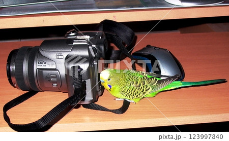 Budgerigar and camera on the table Budgerigar and camera on the table 123997840