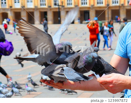 Tourism, buildings and architecture of Colombia, feeding for pigeons 123997872