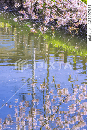 新河岸川の桜　埼玉県 123997981