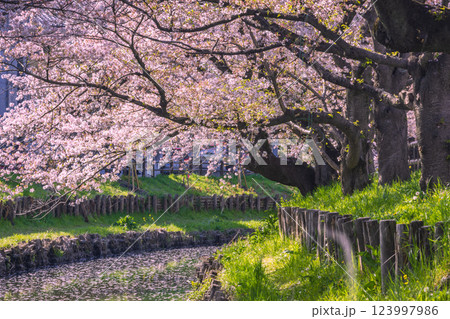 新河岸川の桜並木　埼玉県 123997986