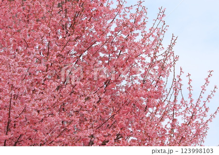 濃いピンク色のオカメザクラ 123998103
