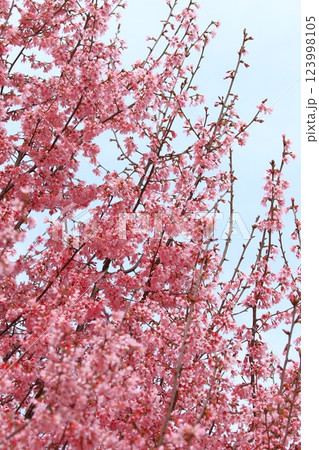 濃いピンク色のオカメザクラ 123998105
