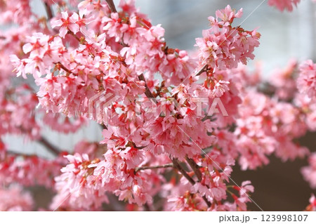 濃いピンク色のオカメザクラ 123998107