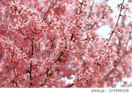 濃いピンク色のオカメザクラ 濃いピンク色のオカメザクラ 123998108