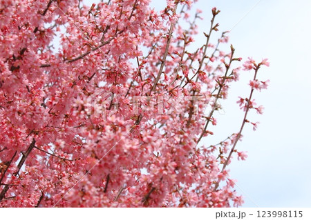 濃いピンク色のオカメザクラ 濃いピンク色のオカメザクラ 123998115