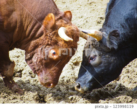 新潟・山古志の牛の角突き 新潟・山古志の牛の角突き 123998119