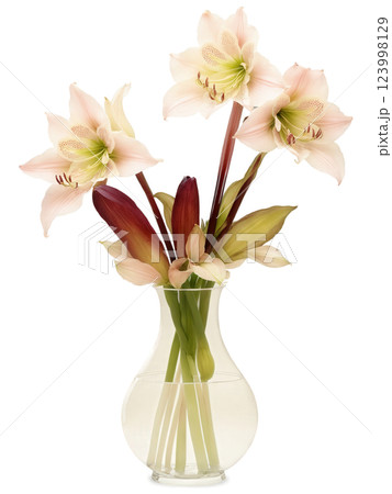 Twilight Glow (Hellebores Foxgloves Amaryllis) fluted glass vase with water glowing in soft amber tones, holding an elegant 123998129