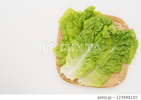 サンチュ・包菜(つつみな) 123998185