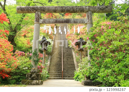 青梅市 愛宕神社のツツジ 青梅市 愛宕神社のツツジ 123998287