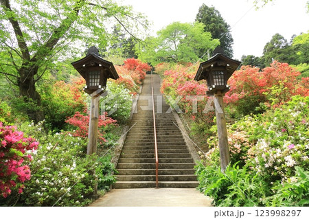 青梅市　愛宕神社のツツジ 123998297