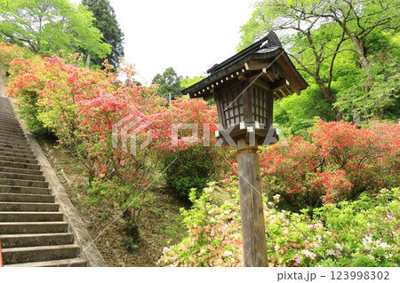 青梅市 愛宕神社のツツジ 青梅市 愛宕神社のツツジ 123998302