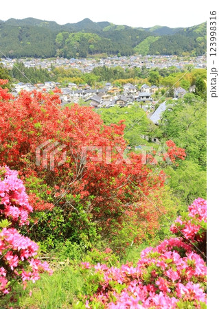 青梅市　愛宕神社のツツジ 123998316
