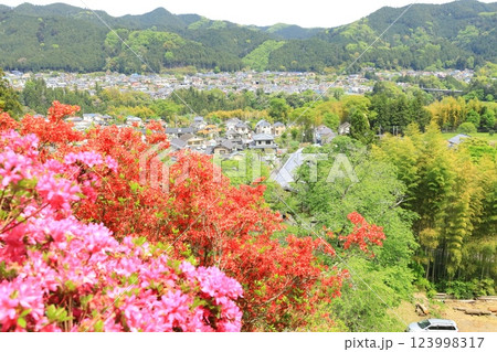 青梅市 愛宕神社のツツジ 青梅市 愛宕神社のツツジ 123998317