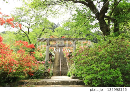 青梅市 愛宕神社のツツジ 青梅市 愛宕神社のツツジ 123998336