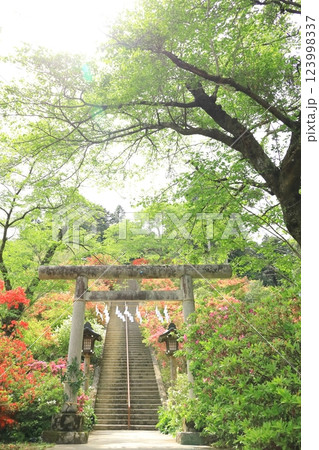 青梅市 愛宕神社のツツジ 青梅市 愛宕神社のツツジ 123998337