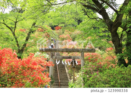 青梅市 愛宕神社のツツジ 青梅市 愛宕神社のツツジ 123998338