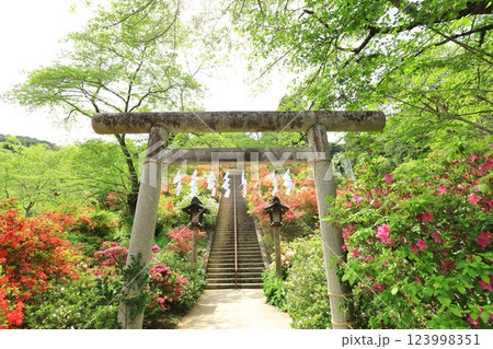 青梅市 愛宕神社のツツジ 青梅市 愛宕神社のツツジ 123998351
