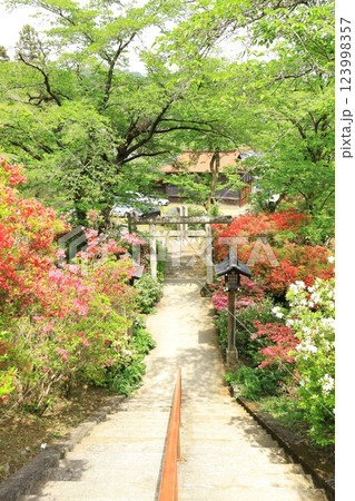 青梅市 愛宕神社のツツジ 青梅市 愛宕神社のツツジ 123998357