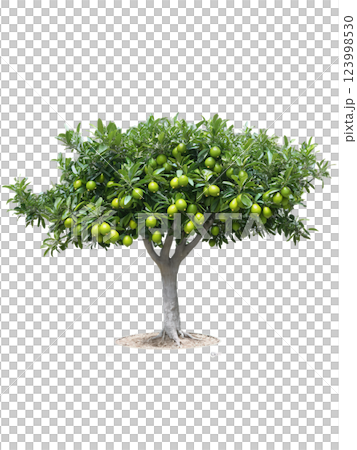 Lime Tree (Citrus aurantiifolia) The lime tree is known for its fragrant blossoms and tart green fruit, which is a 123998530