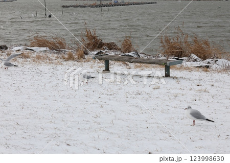 雪に立つユリカモメ 雪に立つユリカモメ 123998630