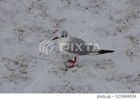 雪に立つユリカモメ 123998634