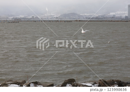 琵琶湖に集まったユリカモメ 123998636