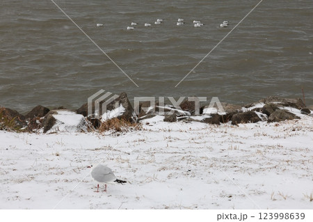 雪と琵琶湖とユリカモメ 雪と琵琶湖とユリカモメ 123998639