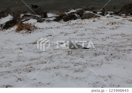 雪の上のユリカモメ 雪の上のユリカモメ 123998643
