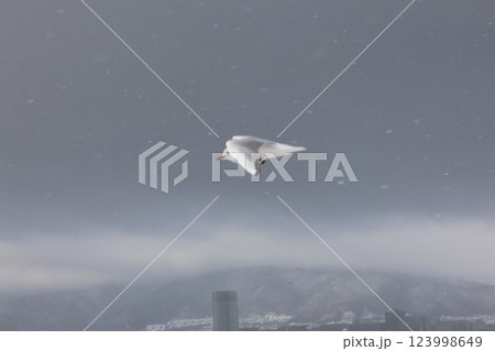 雲の上を飛ぶユリカモメ 123998649