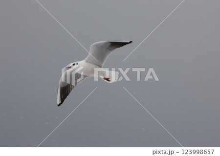 空を飛ぶユリカモメ 123998657