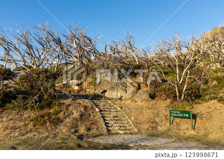 Path to Horn Track lead to the scenic view and peak of Mount Buffalo National park, Victoria Australia 123998671