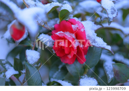 雪の中に咲く赤い椿 雪の中に咲く赤い椿 123998709