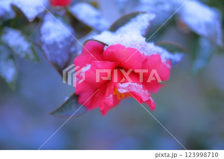 雪に濡れた椿 雪に濡れた椿 123998710