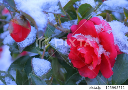 雪の中に咲く赤い椿 雪の中に咲く赤い椿 123998711