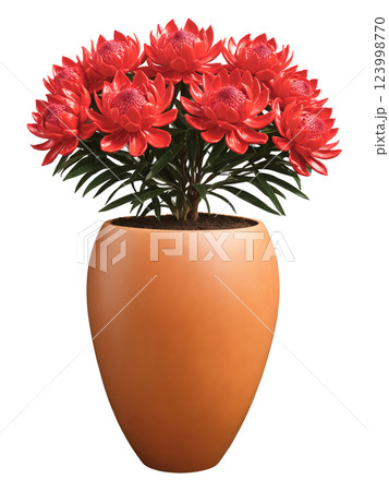 Waratah (Telopea spp.) Native Australian flowering plant known for its large, bright red flowers, symbolizing beauty and strength. Waratah is 123998770