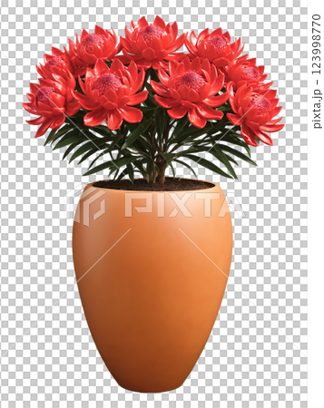 Waratah (Telopea spp.) Native Australian flowering plant known for its large, bright red flowers, symbolizing beauty and strength. Waratah is 123998770