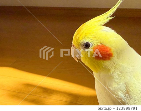 見つめるオカメインコ 見つめるオカメインコ 123998791