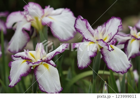 見ごろを迎えた水月公園の花菖蒲ー六 123999011