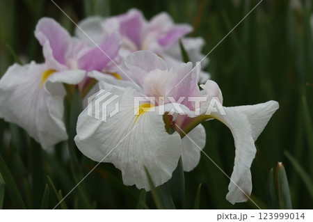 見ごろを迎えた水月公園の花菖蒲ー九 見ごろを迎えた水月公園の花菖蒲ー九 123999014