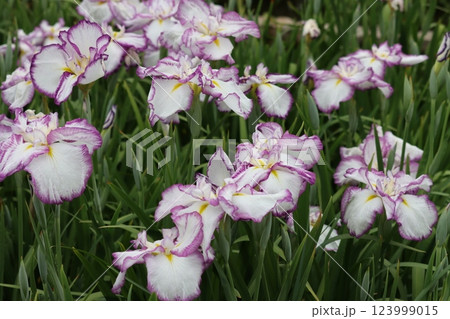 見ごろを迎えた水月公園の花菖蒲ー拾 123999015
