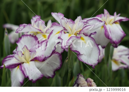 咲き誇る花ショウブの豪華な花姿 咲き誇る花ショウブの豪華な花姿 123999016
