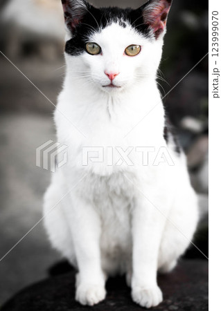 The Wild Cat～野性猫～ 123999070