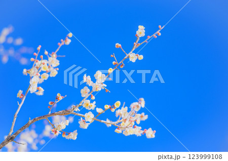 澄み渡る青空に映える白梅の花 澄み渡る青空に映える白梅の花 123999108