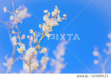澄み渡る青空に映える白梅の花 123999111