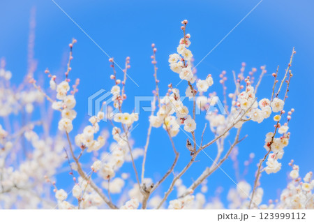 澄み渡る青空に映える白梅の花 123999112