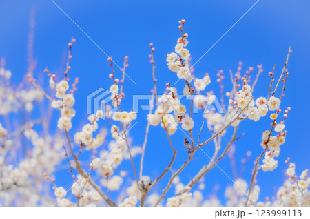 澄み渡る青空に映える白梅の花 123999113