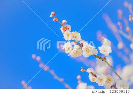澄み渡る青空に映える白梅の花 123999116