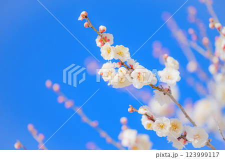 澄み渡る青空に映える白梅の花 澄み渡る青空に映える白梅の花 123999117