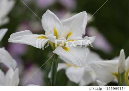 見ごろを迎えた水月公園の花菖蒲ー壱 123999154