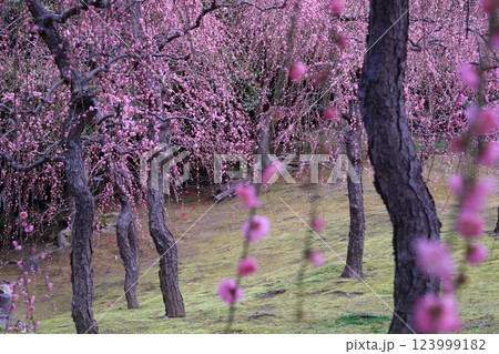 京都城南宮の春の山で見られる枝垂れ梅と苔むした庭の風景 京都城南宮の春の山で見られる枝垂れ梅と苔むした庭の風景 123999182
